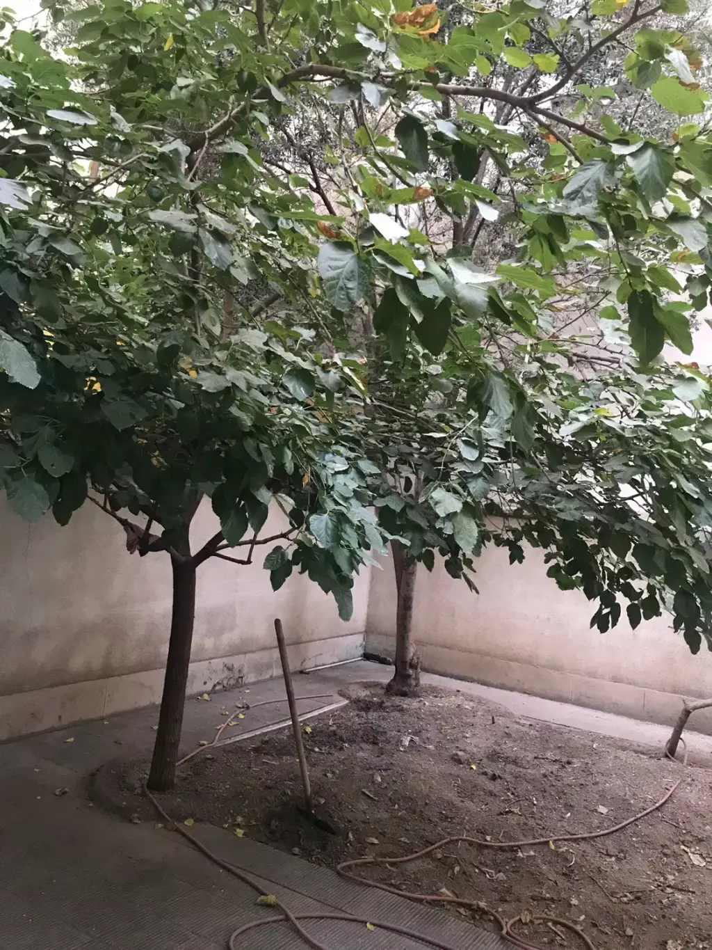 اجاره خانه و ویلا 240 متری در تهرانپارس غربی