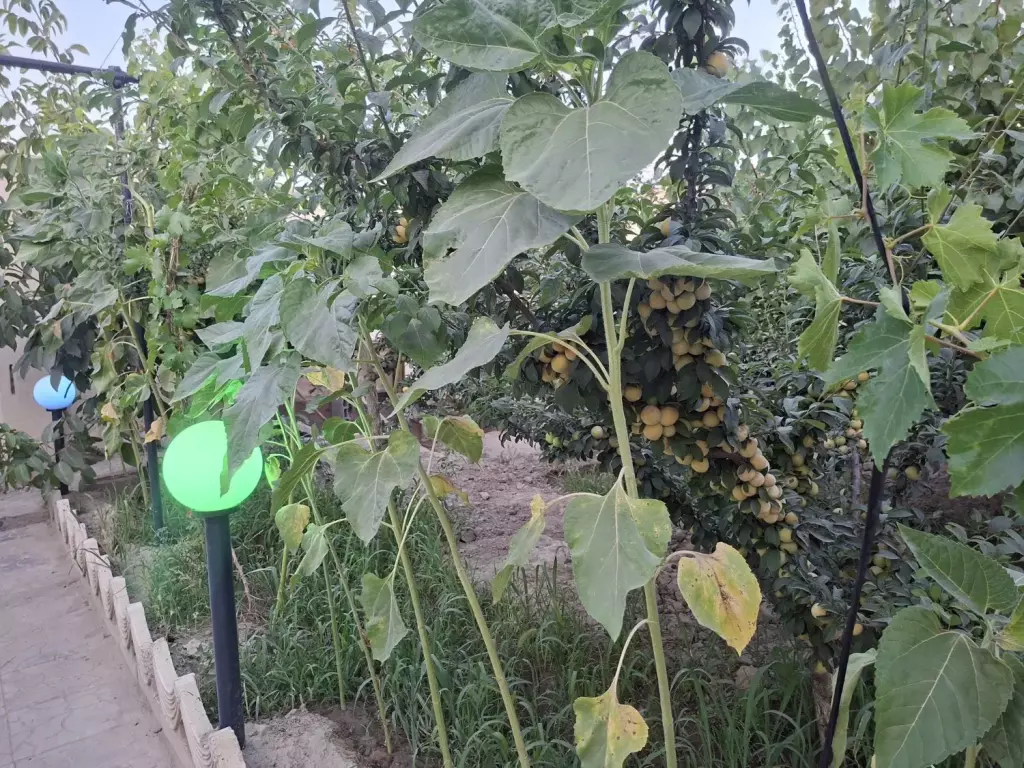 فروش خانه و ویلا 800 متری در شهرآرا - تصویر 16
