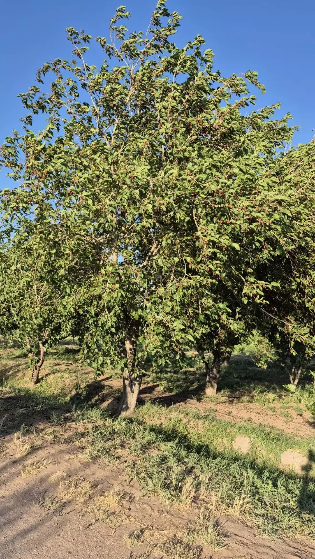 فروش اداری و تجاری 4000 متری در بوستان چیتگر - تصویر 9