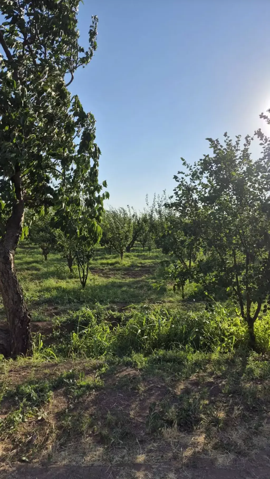 فروش اداری و تجاری 4000 متری در بوستان چیتگر - تصویر 8