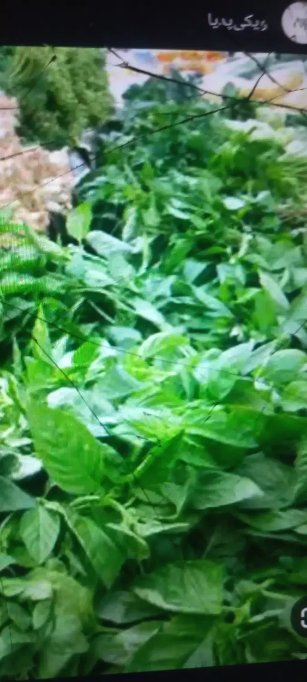 اجاره اداری و تجاری 15 متری در حکیمیه