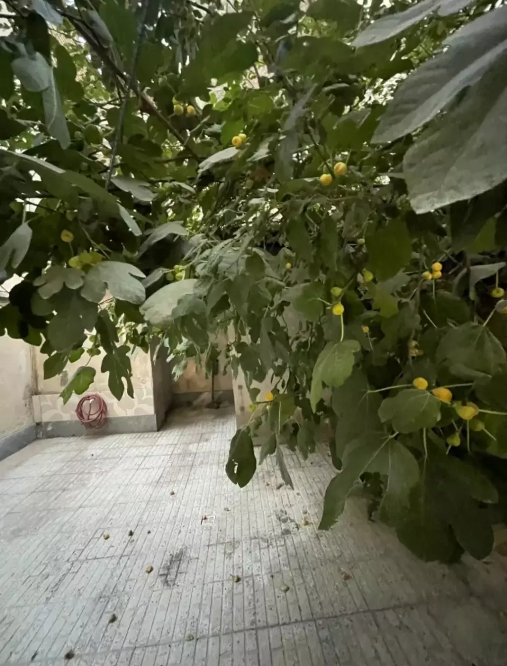 اجاره آپارتمان 60 متری در خانی آباد نو شمالی - تصویر 6