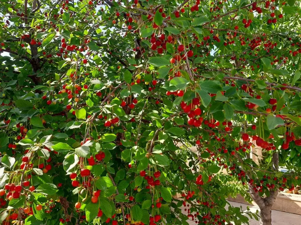 اجاره خانه و ویلا 350 متری در علم و صنعت - تصویر 2