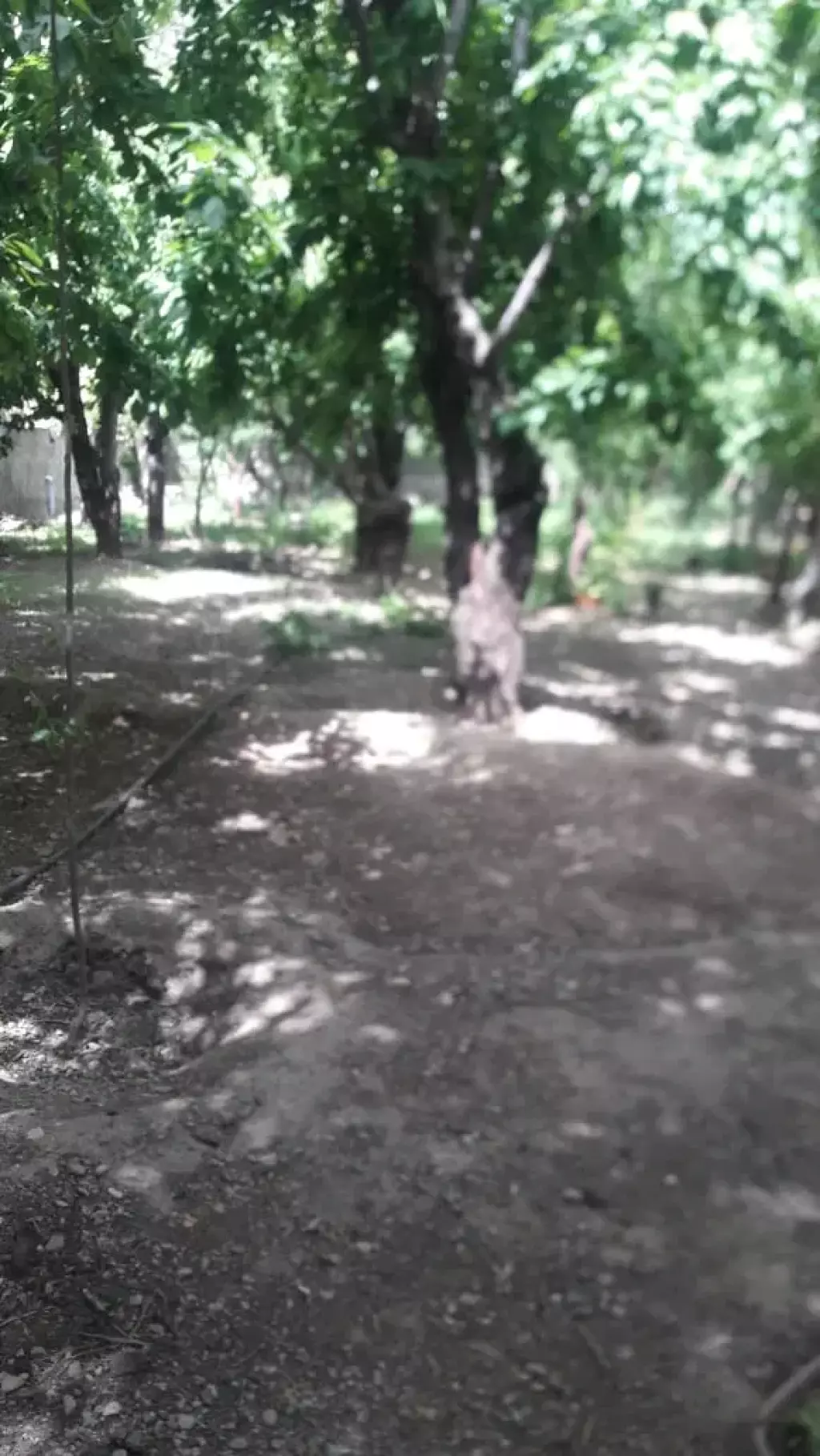 فروش خانه و ویلا 2225 متری در ولنجک - تصویر 5
