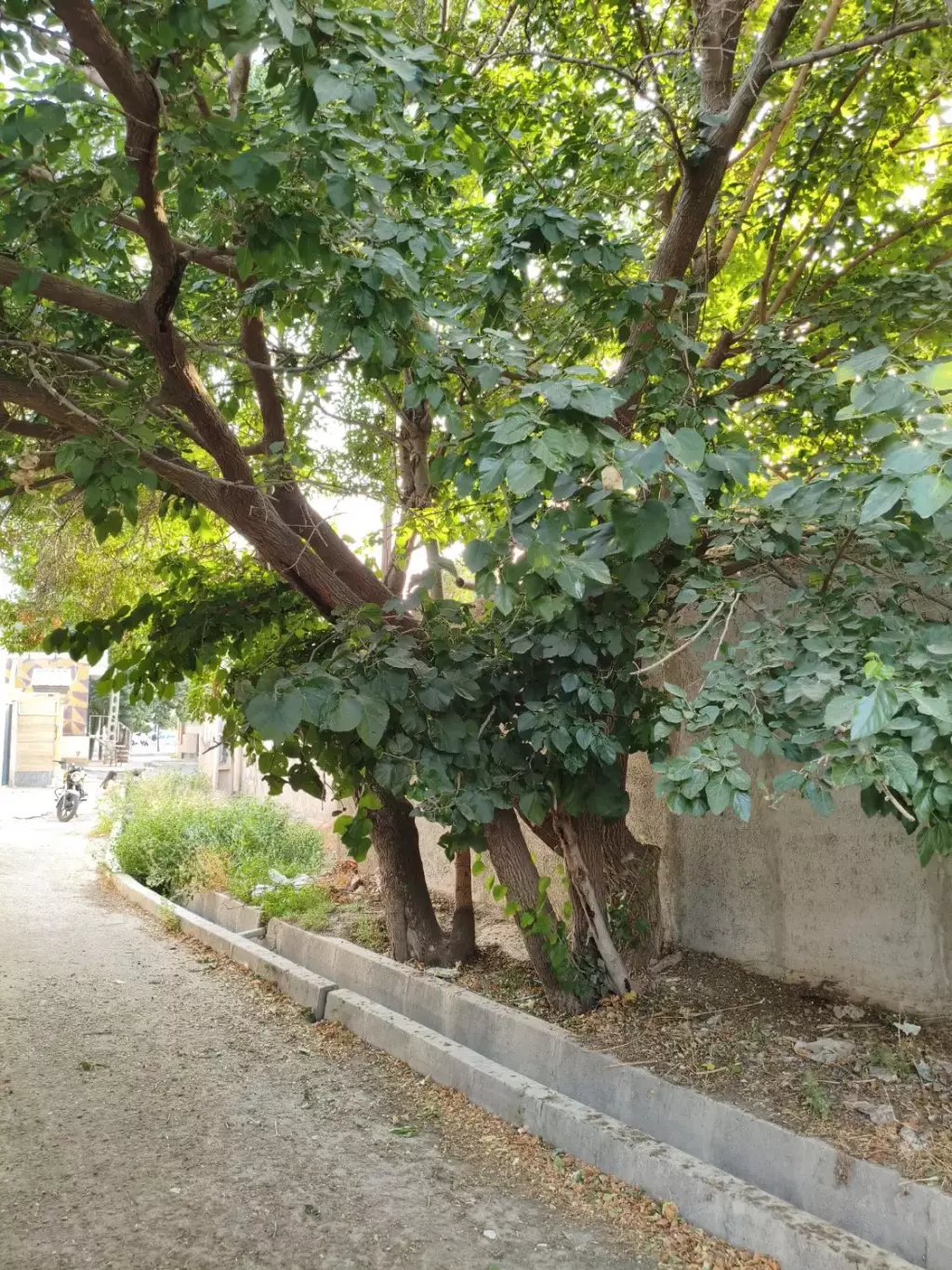 فروش خانه و ویلا 400 متری در گاندی - تصویر 11