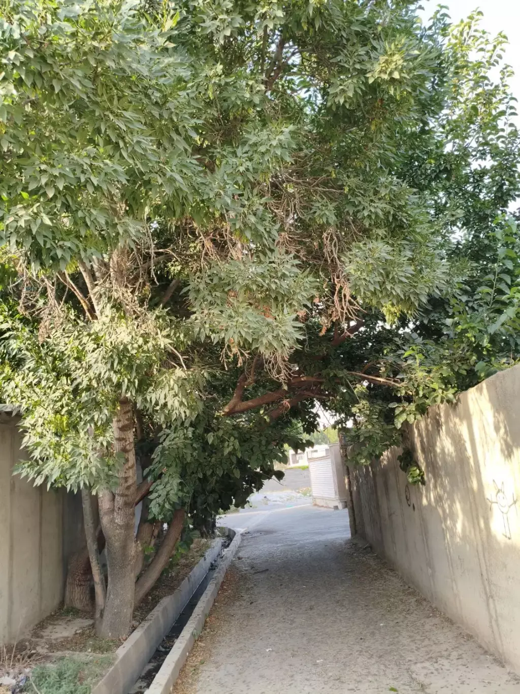 فروش خانه و ویلا 400 متری در گاندی - تصویر 12