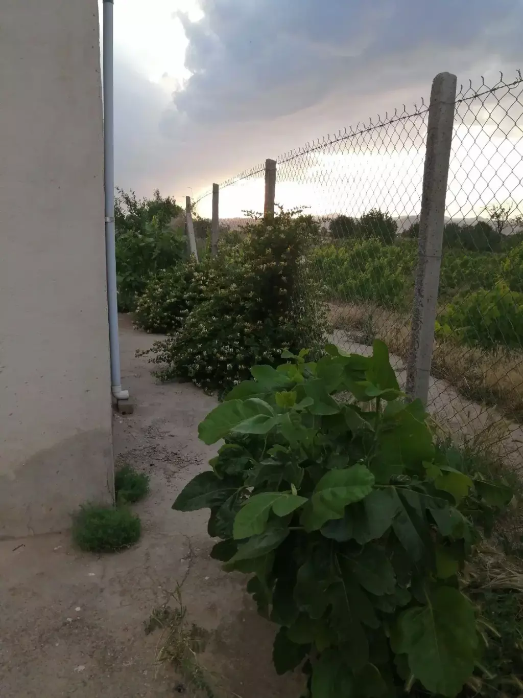 فروش خانه و ویلا 5000 متری در جلیلی - تصویر 2