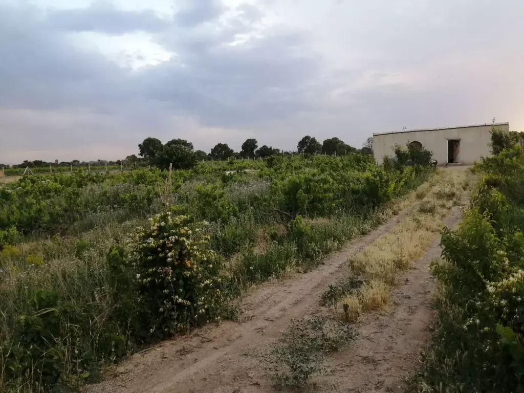 فروش خانه و ویلا 5000 متری در جلیلی - تصویر 5