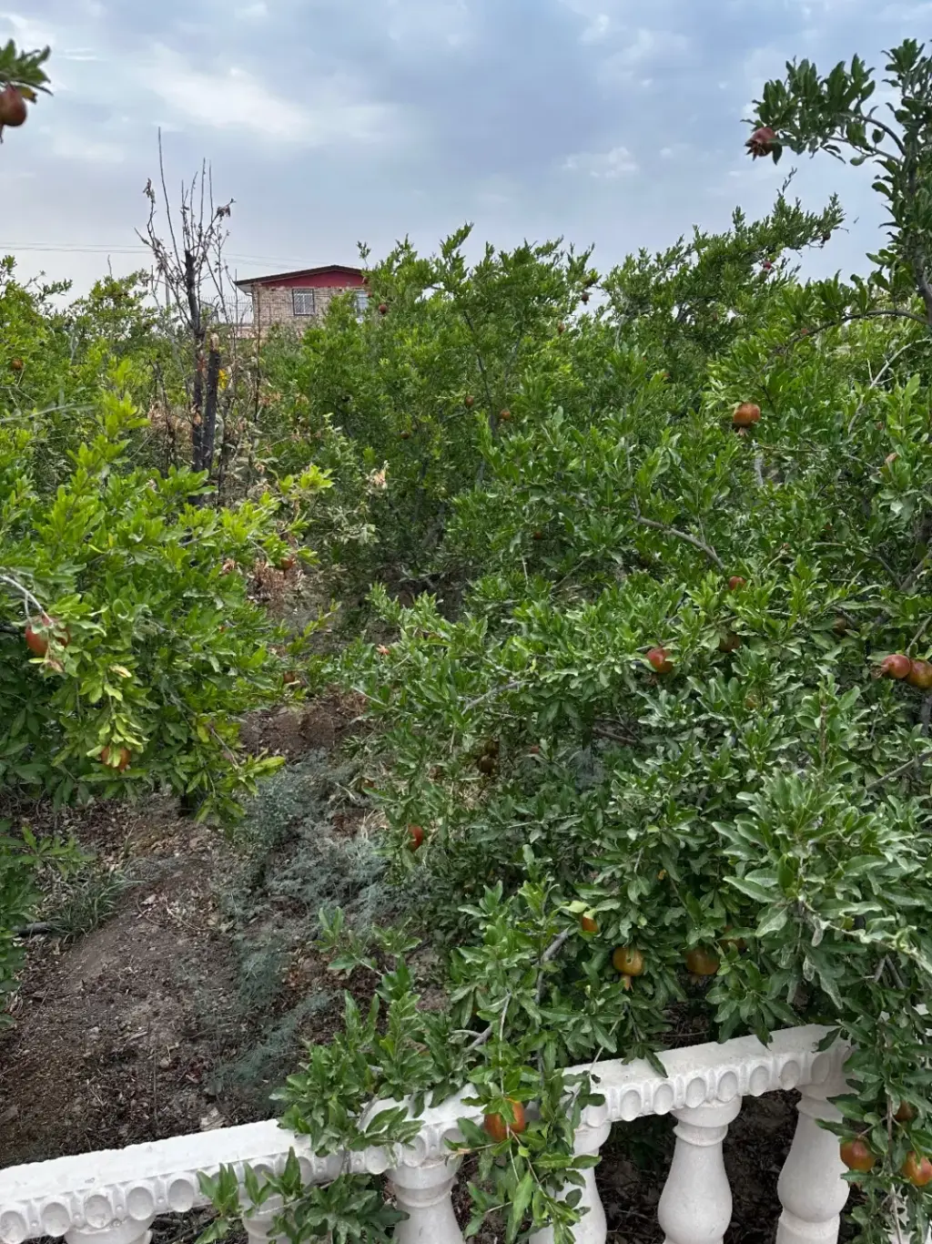 فروش اداری و تجاری 100000 متری در عباسی - تصویر 7