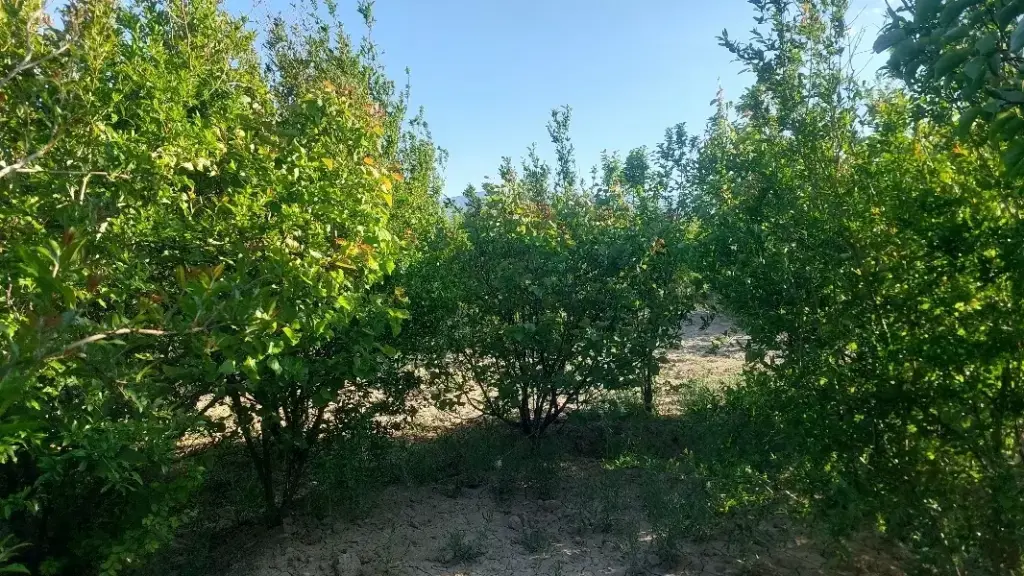 فروش زمین و کلنگی 350 متری در شوش (باغ آذری) - تصویر 4