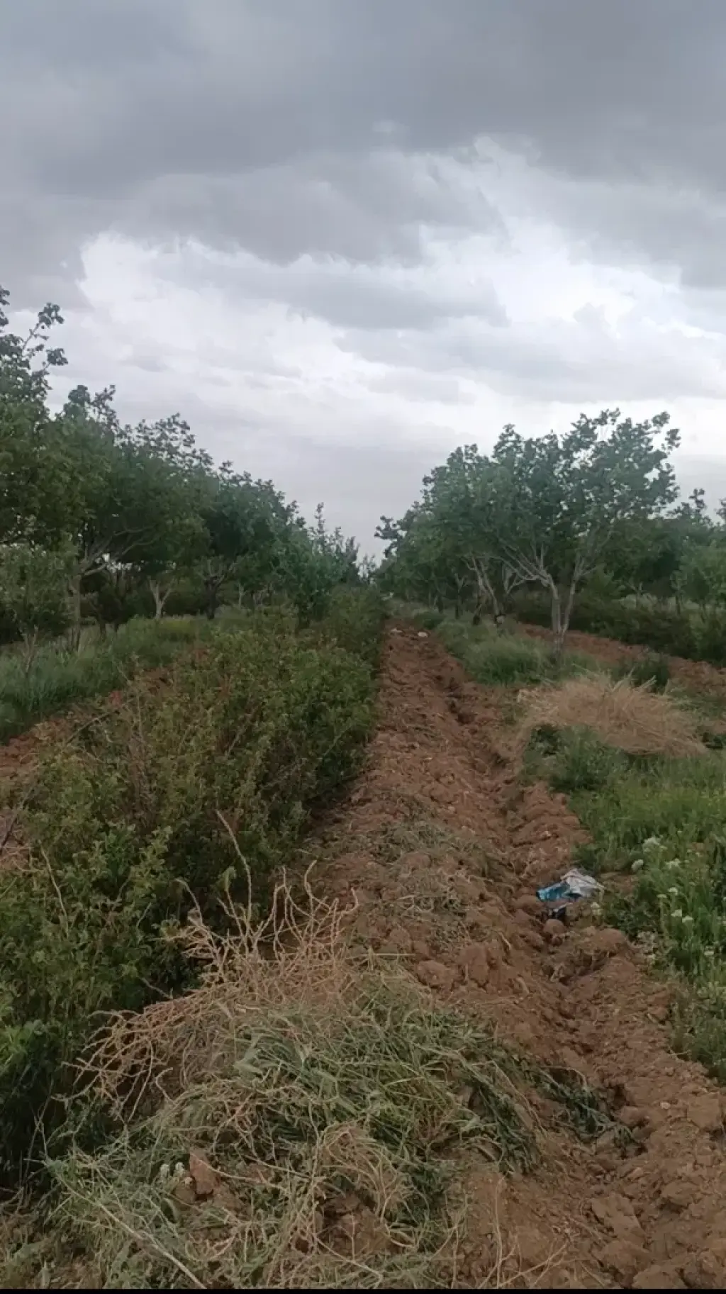 فروش اداری و تجاری 400000 متری در شهرآرا - تصویر 9