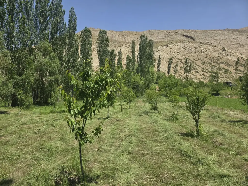فروش زمین و کلنگی 1450 متری در بیسیم - تصویر 3