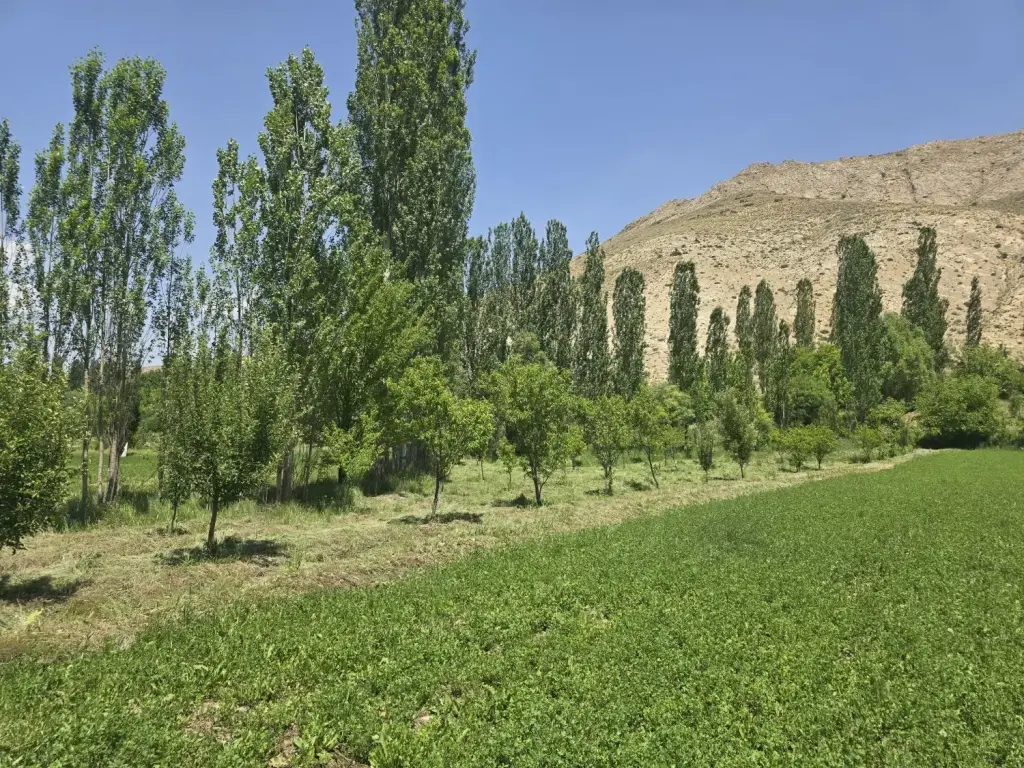 فروش زمین و کلنگی 1450 متری در بیسیم - تصویر 5