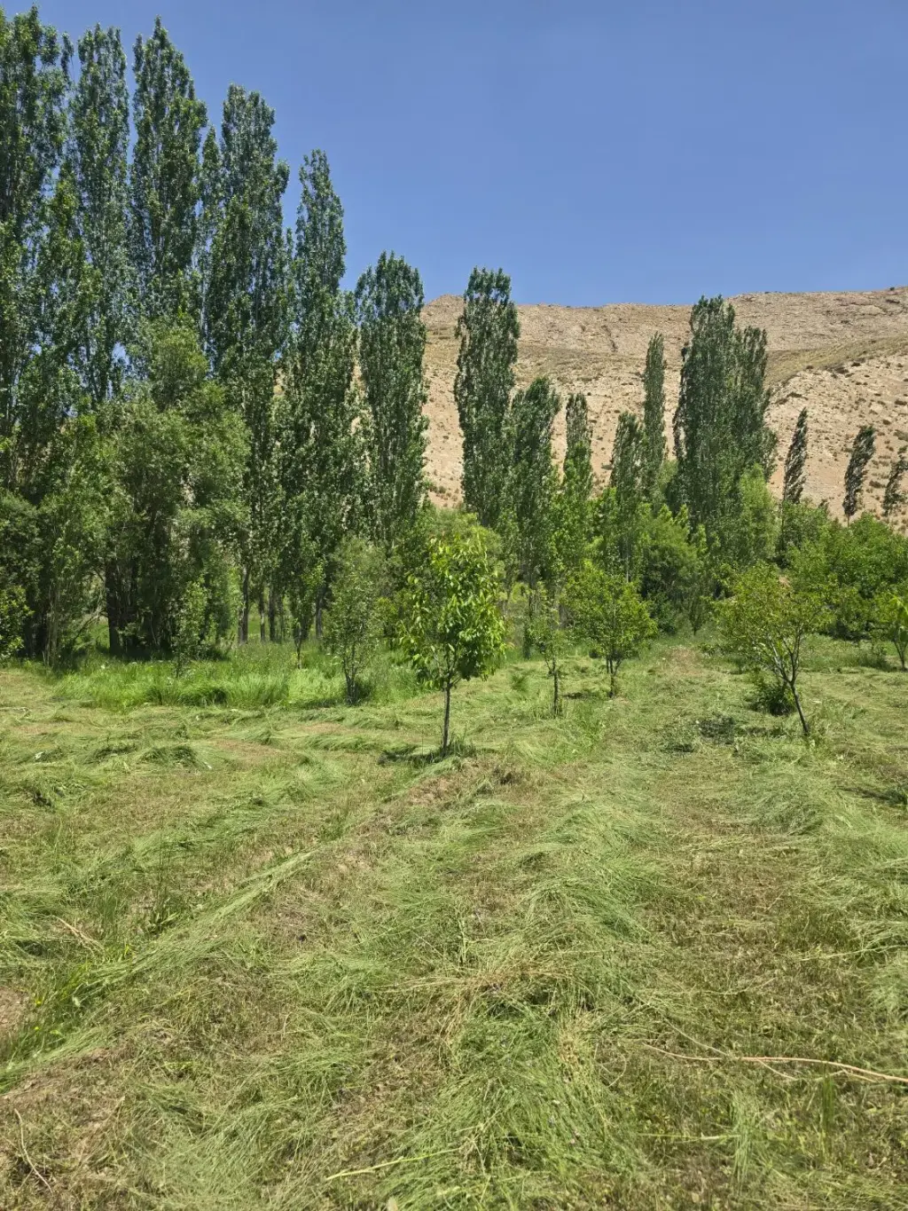 فروش زمین و کلنگی 1450 متری در بیسیم - تصویر 2